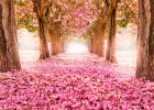 Розовый сад 
