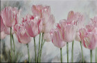 Розовые тюльпаны 1