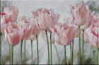 Розовые тюльпаны 2