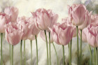 Розовые тюльпаны 2 