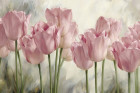 Розовые тюльпаны 1