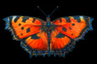 Оранжевая бабочка