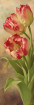 Бело-Красные тюльпаны 2