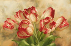 Букет Бело-Красных тюльпанов