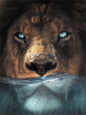 Лев в воде