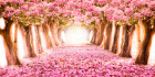 Розовый сад (СП)